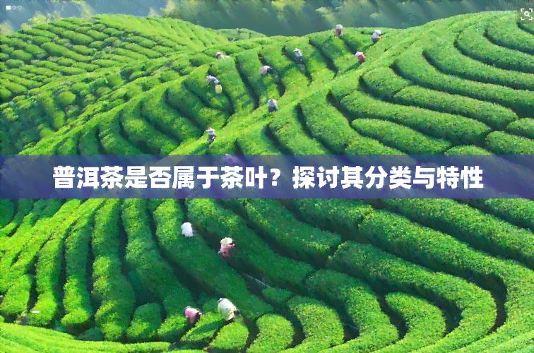 普洱茶是否属于茶叶？探讨其分类与特性