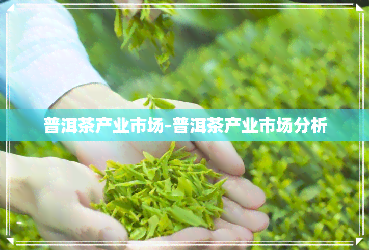 普洱茶产业市场-普洱茶产业市场分析