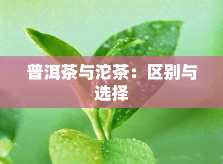 普洱茶与沱茶：区别与选择