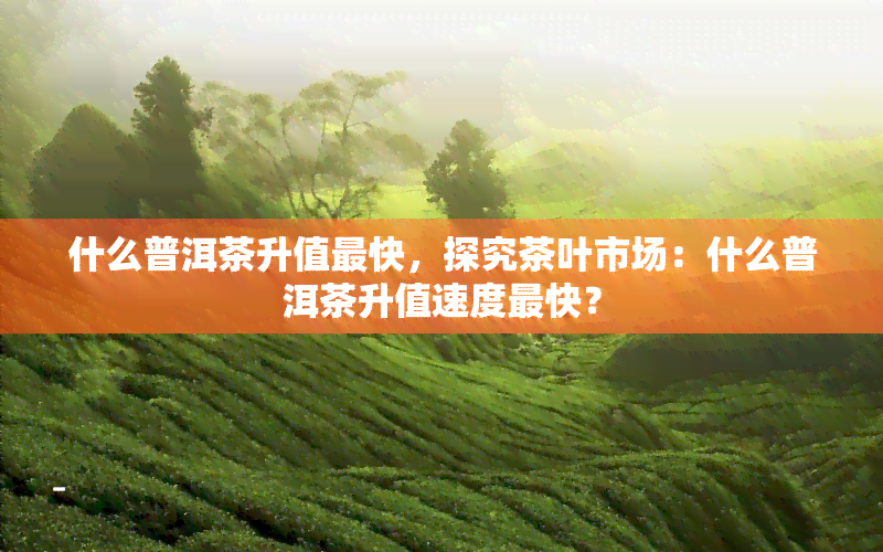 什么普洱茶升值最快，探究茶叶市场：什么普洱茶升值速度最快？