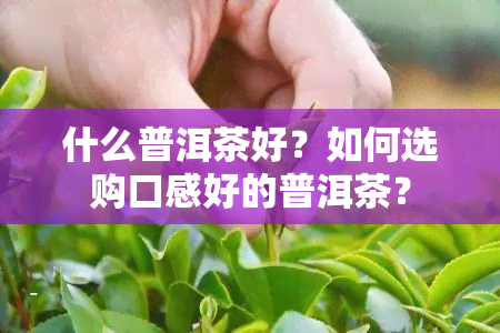 什么普洱茶好？如何选购口感好的普洱茶？