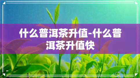 什么普洱茶升值-什么普洱茶升值快