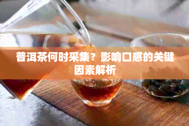 普洱茶何时采集？影响口感的关键因素解析