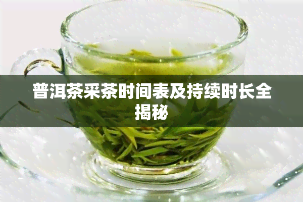 普洱茶采茶时间表及持续时长全揭秘