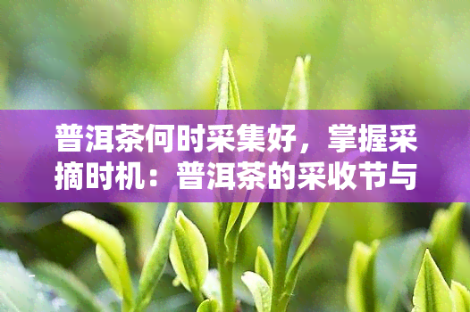 普洱茶何时采集好，掌握采摘时机：普洱茶的采收节与技巧