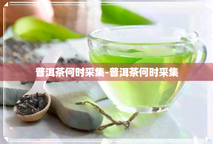 普洱茶何时采集-普洱茶何时采集