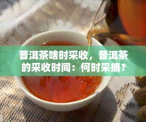 普洱茶啥时采收，普洱茶的采收时间：何时采摘？