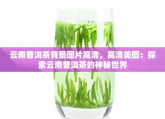 云南普洱茶背景图片高清，高清美图：探索云南普洱茶的神秘世界