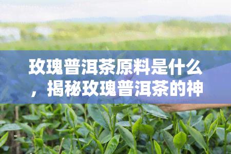 玫瑰普洱茶原料是什么，揭秘玫瑰普洱茶的神秘原料