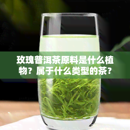 玫瑰普洱茶原料是什么植物？属于什么类型的茶？