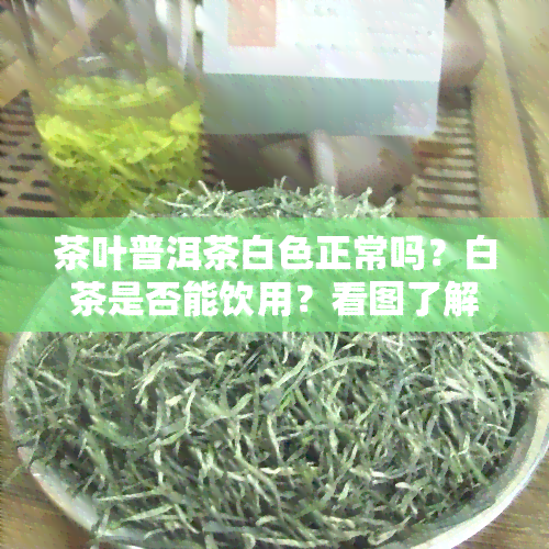 茶叶普洱茶白色正常吗？白茶是否能饮用？看图了解