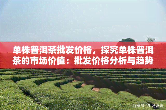 单株普洱茶批发价格，探究单株普洱茶的市场价值：批发价格分析与趋势预测