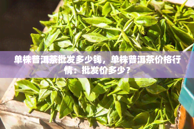 单株普洱茶批发多少钱，单株普洱茶价格行情：批发价多少？