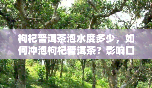 枸杞普洱茶泡水度多少，如何冲泡枸杞普洱茶？影响口感的关键因素是泡水度！