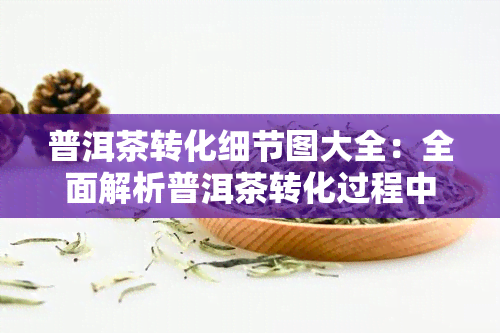 普洱茶转化细节图大全：全面解析普洱茶转化过程中的每一个环节