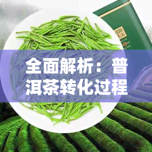 全面解析：普洱茶转化过程中的细节图片高清展示