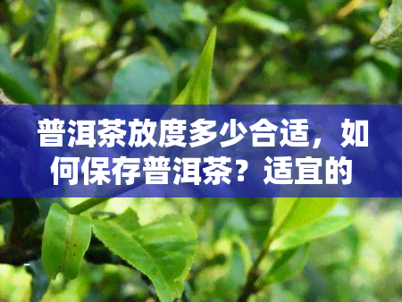 普洱茶放度多少合适，如何保存普洱茶？适宜的放度是多少？