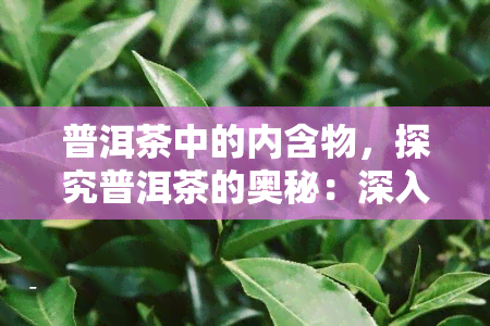 普洱茶中的内含物，探究普洱茶的奥秘：深入了解其内含物