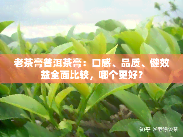 老茶膏普洱茶膏：口感、品质、健效益全面比较，哪个更好？