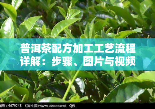 普洱茶配方加工工艺流程详解：步骤、图片与视频全收录