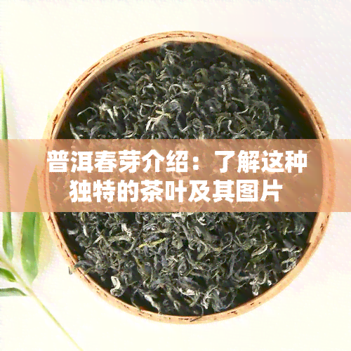 普洱春芽介绍：了解这种独特的茶叶及其图片