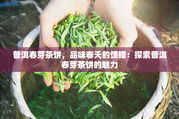 普洱春芽茶饼，品味春天的馈赠：探索普洱春芽茶饼的魅力