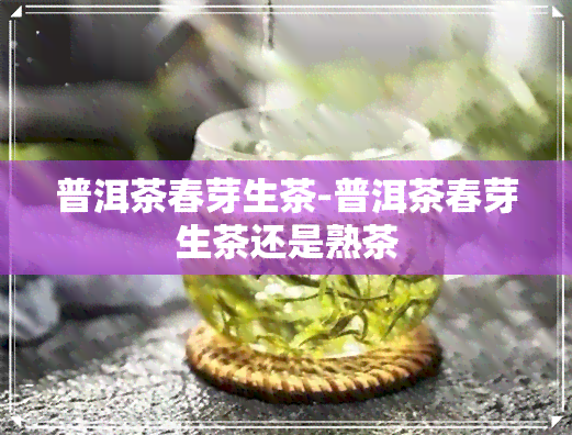 普洱茶春芽生茶-普洱茶春芽生茶还是熟茶