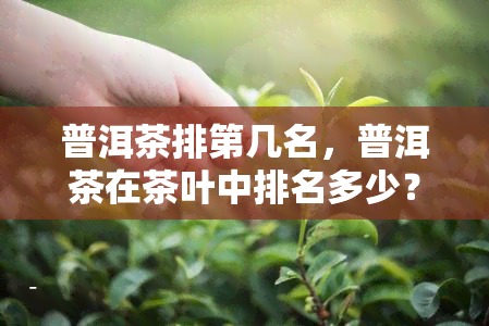 普洱茶排第几名，普洱茶在茶叶中排名多少？