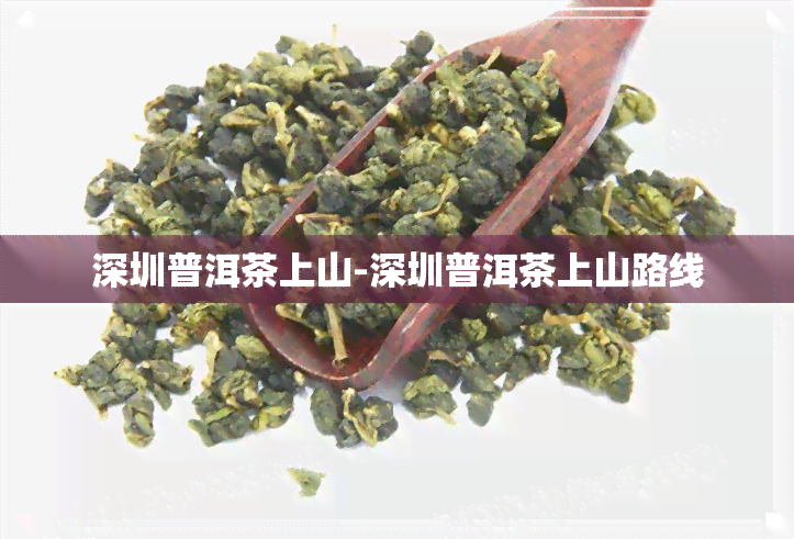 深圳普洱茶上山-深圳普洱茶上山路线