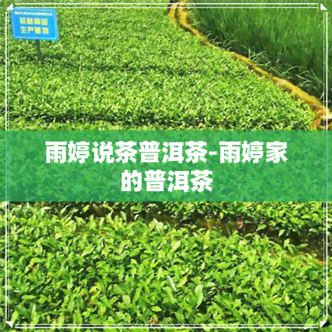 雨婷说茶普洱茶-雨婷家的普洱茶