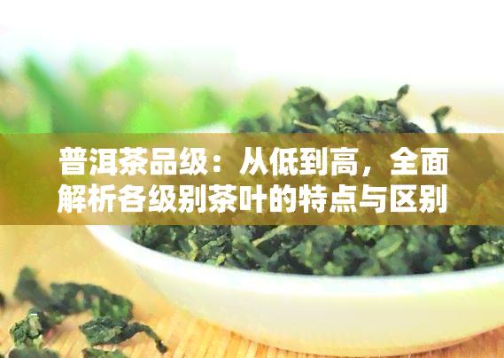 普洱茶品级：从低到高，全面解析各级别茶叶的特点与区别