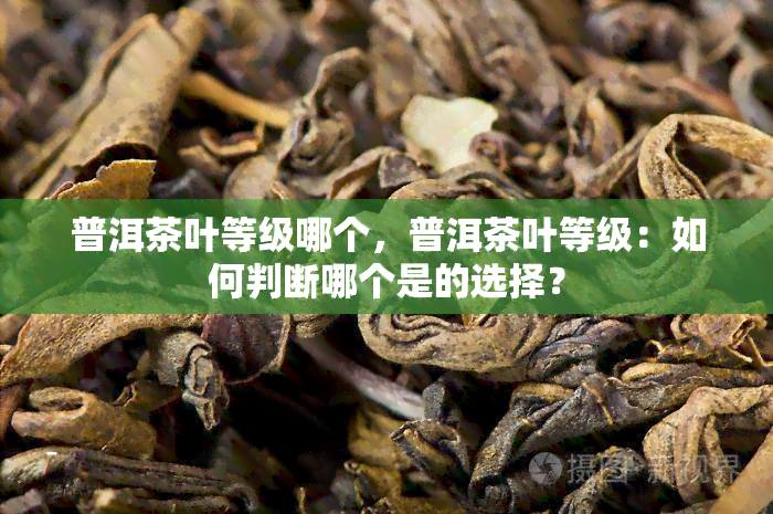 普洱茶叶等级哪个，普洱茶叶等级：如何判断哪个是的选择？