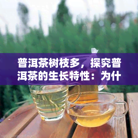 普洱茶树枝多，探究普洱茶的生长特性：为什么它的树枝如此繁茂？