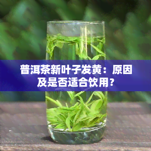 普洱茶新叶子发黄：原因及是否适合饮用？