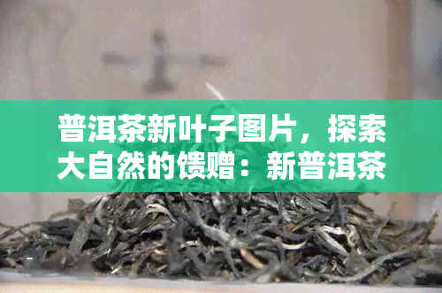 普洱茶新叶子图片，探索大自然的馈赠：新普洱茶叶子的美丽图片