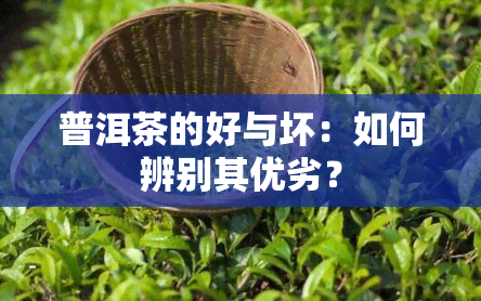 普洱茶的好与坏：如何辨别其优劣？