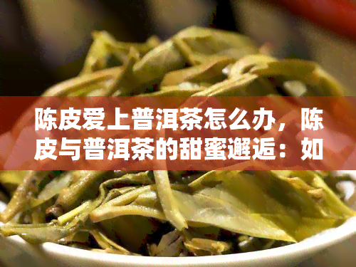 陈皮爱上普洱茶怎么办，陈皮与普洱茶的甜蜜邂逅：如何处理两者间的爱情纠？