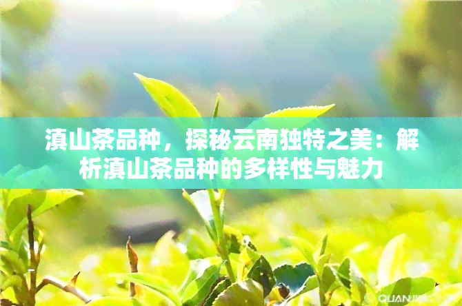 滇山茶品种，探秘云南独特之美：解析滇山茶品种的多样性与魅力