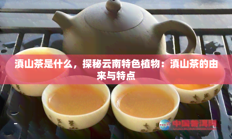 滇山茶是什么，探秘云南特色植物：滇山茶的由来与特点