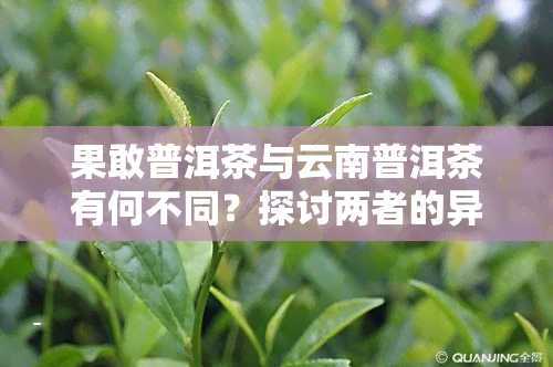 果敢普洱茶与云南普洱茶有何不同？探讨两者的异同点