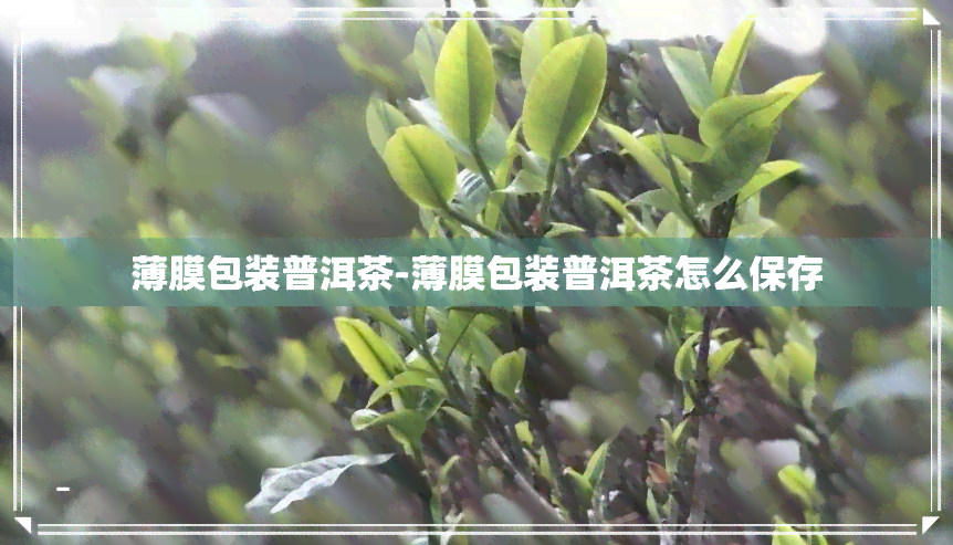 薄膜包装普洱茶-薄膜包装普洱茶怎么保存