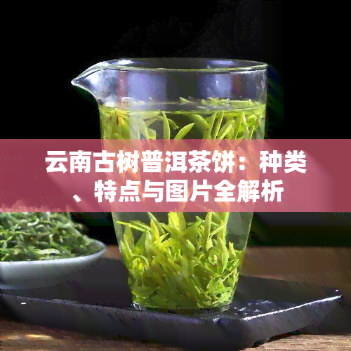 云南古树普洱茶饼：种类、特点与图片全解析