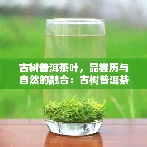 古树普洱茶叶，品尝历与自然的融合：古树普洱茶叶的魅力探索