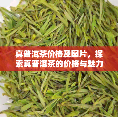 真普洱茶价格及图片，探索真普洱茶的价格与魅力：实拍高清图片分享