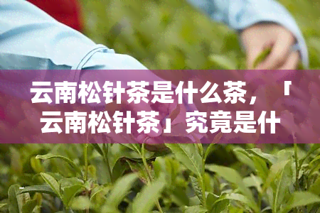 云南松针茶是什么茶，「云南松针茶」究竟是什么茶？带你一探究竟！