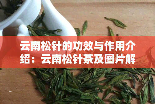 云南松针的功效与作用介绍：云南松针茶及图片解析