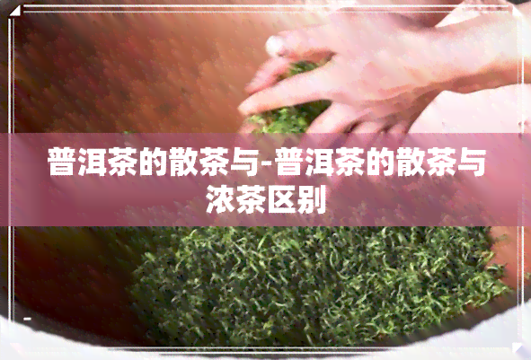 普洱茶的散茶与-普洱茶的散茶与浓茶区别