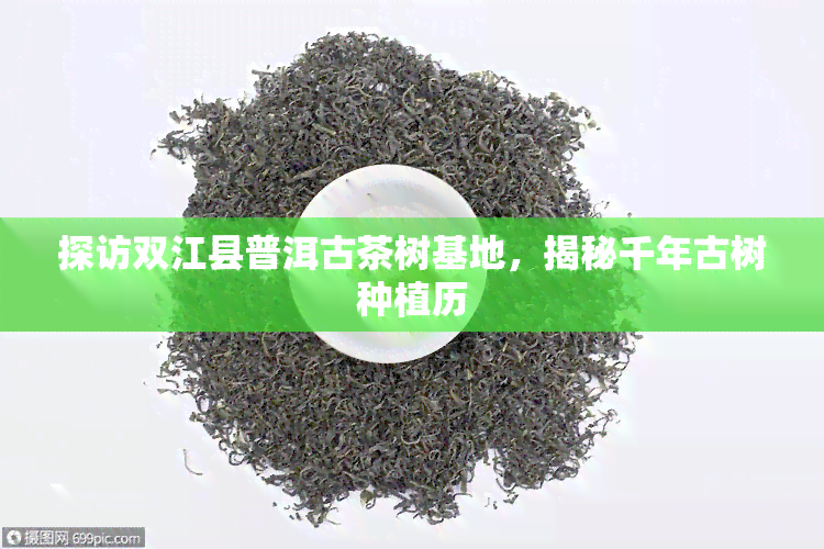 探访双江县普洱古茶树基地，揭秘千年古树种植历