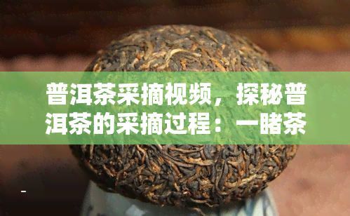 普洱茶采摘视频，探秘普洱茶的采摘过程：一茶叶从树上到杯中的全过程