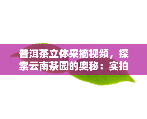 普洱茶立体采摘视频，探索云南茶园的奥秘：实拍普洱茶立体采摘过程